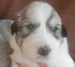 グレートピレニーズ　ブリーダー　子犬販売の専門店　ＡｎｇｅｌＷａｎ　富山　石川　新潟