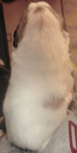 グレートピレニーズ 子犬 男の子 グレートピレニーズ ブリーダー 子犬販売の専門店 AngelWan 横浜市 旭区 横須賀