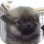 ミックス犬　ブリーダー　子犬販売の専門店　AngelWan　横浜