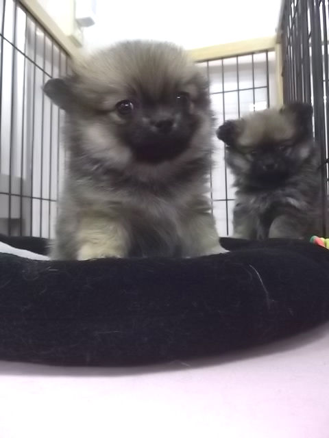 MIX犬　ブリーダー　子犬販売の専門店　AngelWan　雑種　小ぶり　東京　千葉　神奈川