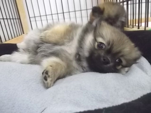 ハーフ犬　ブリーダー　子犬販売の専門店　AngelWan　兵庫　福島　長野　静岡　岩手