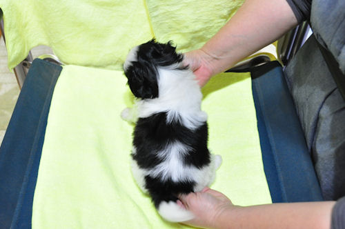 シーズー　ブリーダー　子犬販売の専門店　AngelWan　全国対応可能　小型犬　ペット