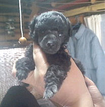 トイプードル JKC チャンピオン直子 良血統 トイプードル ブリーダー 子犬販売の専門店 AngelWan 東京 神奈川 千葉 兵庫