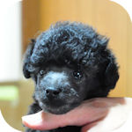トイプードルの子犬 シルバー オス トイプードル ブリーダー 子犬販売の専門店 AngelWan 横浜
