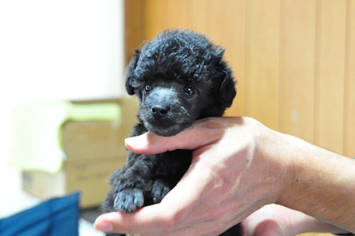 トイプードル チャンピオン直子 良血統 トイプードル ブリーダー 子犬販売の専門店 AngelWan 横浜市 戸塚区 泉区 旭区