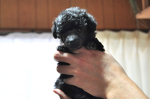 トイプードル シルバー ♂ トイプードル ブリーダー 子犬販売の専門店 AngelWan 横浜市 都筑区 港北区