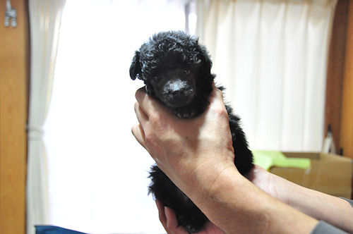 トイプードル 人気犬種 小ぶり トイプードル ブリーダー 子犬販売の専門店 AngelWan 川崎 町田 相模原 湘南