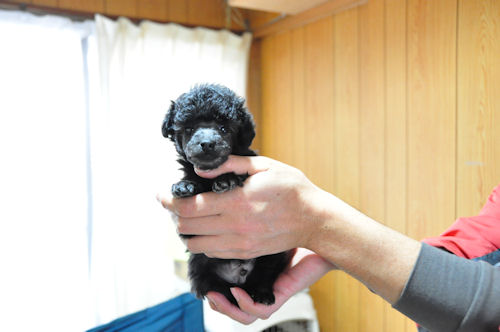 トイプードル JKC ブリーダー販売 トイプードル ブリーダー 子犬販売の専門店 AngelWan 藤沢 鎌倉 逗子 葉山