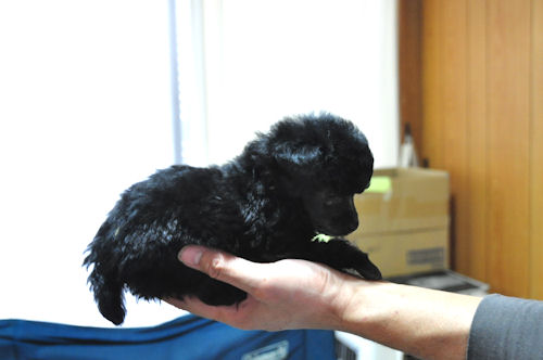 トイプードル 片手サイズ タイニー トイプードル ブリーダー 子犬販売の専門店 AngelWan 福岡 愛知 兵庫 広島