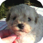 トイプードルの子犬 クリーム オス トイプードル ブリーダー 子犬販売の専門店 AngelWan 横浜