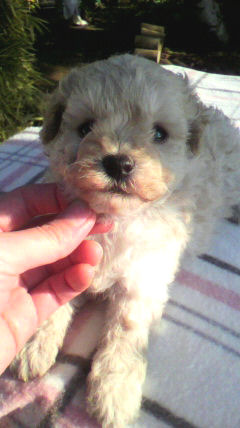 トイプードル ブリーダー直販 子犬 トイプードル ブリーダー 子犬販売の専門店 AngelWan 横浜市 港北区 都筑区 緑区