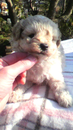 トイプードル 子犬通販 ペットショップ トイプードル ブリーダー 子犬販売の専門店 AngelWan 横浜市 戸塚区 泉区 瀬谷区