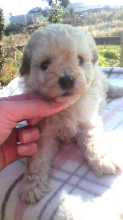 トイプードル 子犬 画像 トイプードル ブリーダー 子犬販売の専門店 AngelWan 横浜市 中区 港南区 青葉区