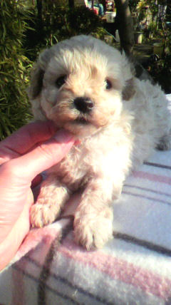 トイプードル 小ぶり タイニーサイズ トイプードル ブリーダー 子犬販売の専門店 AngelWan 東京 千葉 埼玉 群馬 栃木