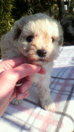 トイプードル 子犬直販 小ぶり トイプードル ブリーダー 子犬販売の専門店 AngelWan 兵庫 愛知 岐阜 長野 青森