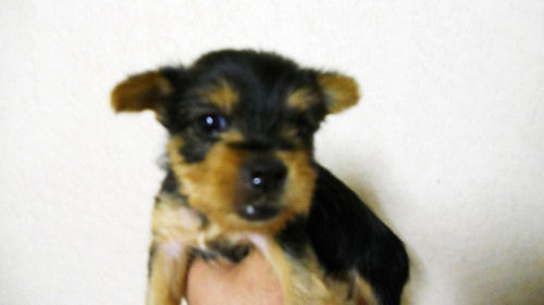 ヨーキー ブリーダー直販 ペットショップ ヨーキー ブリーダー 子犬販売の専門店 AngelWan 神奈川 東京 千葉 埼玉 静岡