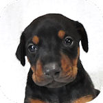 ドーベルマン　ブリーダー　子犬販売の専門店　AngelWan　横浜