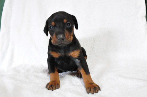 ドーベルマン　ブリーダー　子犬販売の専門店　AngelWan　横浜市　川崎市　町田市