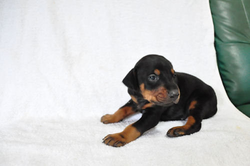 ドーベルマン　ブリーダー　子犬販売の専門店　AngelWan　相模原市　藤沢市　鎌倉市