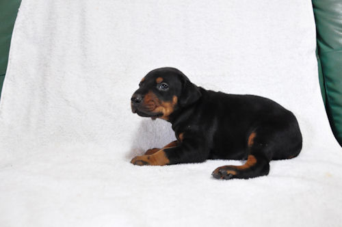 ドーベルマン　ブリーダー　子犬販売の専門店　AngelWan　小田原　平塚　茅ヶ崎　逗子