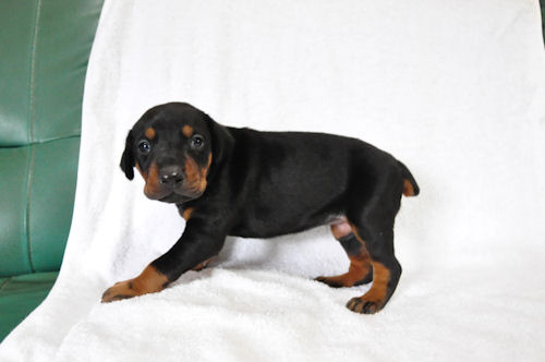 ドーベルマン　ブリーダー　子犬販売の専門店 AngelWan　横浜市　戸塚区　泉区　瀬谷区