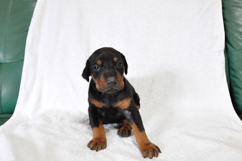 ドーベルマン　ブリーダー　子犬販売の専門店AngelWan　横浜市　港北区　都筑区　青葉区