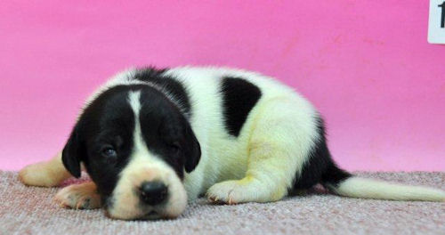 グレートデン　ブリーダー　子犬販売の専門店　AngelWan　横浜市　川崎市　横須賀市