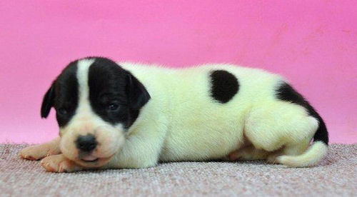 グレートデン ペット通販 子犬 グレートデン ブリーダー 子犬販売の専門店 AngelWan 相模原 町田 藤沢 平塚