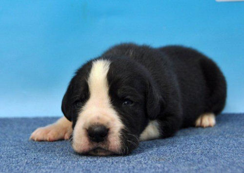 グレートデン　ブリーダー　子犬販売の専門店　AngelWan　東京　千葉　埼玉　神奈川