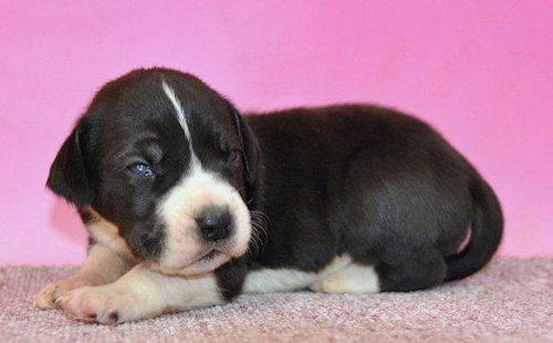 グレートデン　ブリーダー　子犬販売の専門店　AngelWan　横浜市　都筑区　港南区