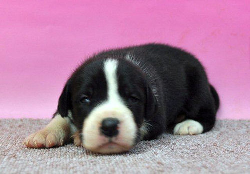 グレートデン　ブリーダー　子犬販売の専門店　AngelWan　横浜市　港北区　緑区　青葉区