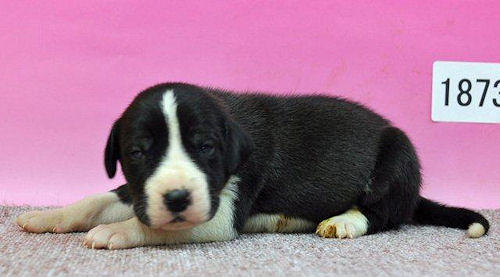 グレートデン　ブリーダー　子犬販売の専門店　AngelWan　横浜市　中区　金沢区　旭区