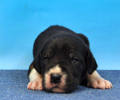 グレートデン　ブリーダー　子犬販売の専門店　AngelWan　広島　大阪　福岡　兵庫　愛知