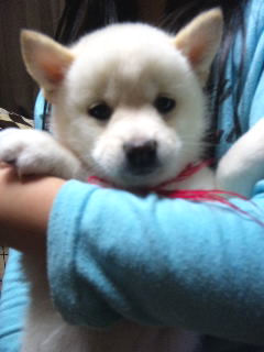 豆柴犬　ブリーダー　子犬販売の専門店　AngelWan　横浜市　町田市　相模原市　川崎市