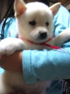 豆柴犬　ブリーダー　子犬販売の専門店　AngelWan　藤沢市　茅ヶ崎市　鎌倉市　逗子市