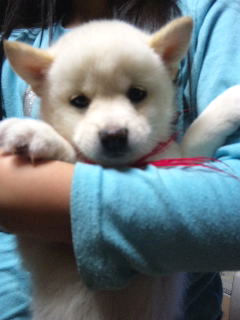 豆柴犬　ブリーダー　子犬販売の専門店 AngelWan　秋田　青森　福島　岩手　宮城　栃木