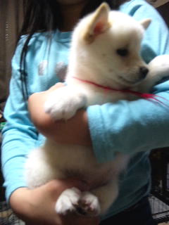 豆柴犬　ブリーダー　子犬販売の専門店AngelWan　広島　福岡　兵庫　岐阜　三重　長野