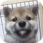 柴犬　ブリーダー　子犬販売の専門店　AngelWan　横浜