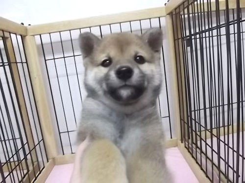 柴犬　ブリーダー　子犬販売の専門店　AngelWan　岩手　福島　宮城　群馬　栃木　茨城