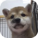 柴犬　ブリーダー　子犬販売の専門店　AngelWan　横浜