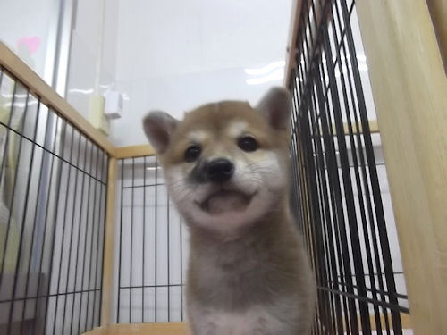 柴犬　ブリーダー　子犬販売の専門店　AngelWan　新潟　富山　石川　福井　岐阜　三重