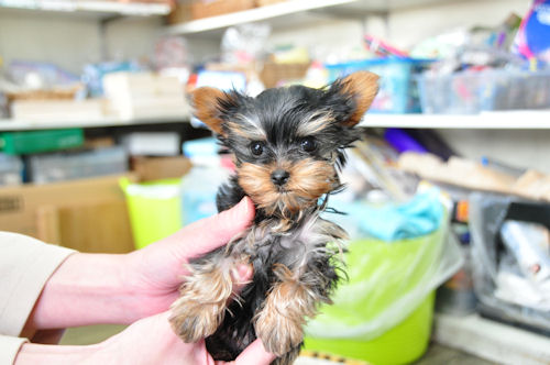 ヨーキー ブリーダー 子犬販売の専門店 AngelWan　横浜市 川崎市 町田市 相模原市