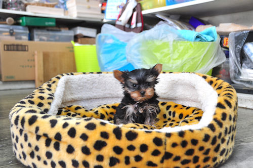 ヨーキー　ブリーダー　子犬販売の専門店　AngelWan　藤沢　平塚　鎌倉　逗子　茅ヶ崎