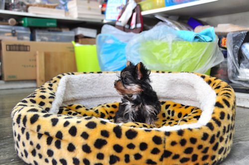 ヨーキー　ブリーダー　子犬販売の専門店　AngelWan　横浜市　青葉区　都筑区　港北区