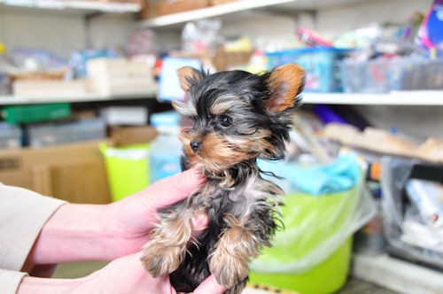 ヨーキー　ブリーダー　子犬販売の専門店 AngelWan　横浜市　緑区　戸塚区　泉区　旭区
