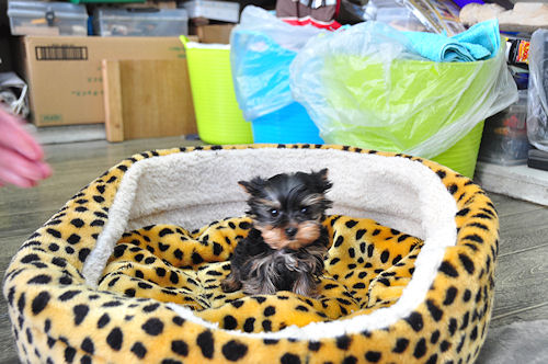 ヨーキー　ブリーダー　子犬販売の専門店　AngelWan　東京　千葉　埼玉　栃木　群馬