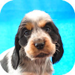 Eコッカースパニエル　ブリーダー　子犬販売の専門店　AngelWan　横浜