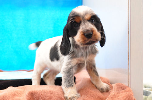 Eコッカースパニエル　ブリーダー　子犬販売の専門店　AngelWan　福岡　兵庫　広島