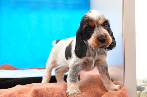 Eコッカースパニエル　ブリーダー　子犬販売の専門店　AngelWan　石川　群馬　栃木