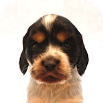 イングリッシュコッカースパニエル ブルーローンタン オス イングリッシュコッカースパニエル ブリーダー 子犬販売の専門店 AngelWan 横浜